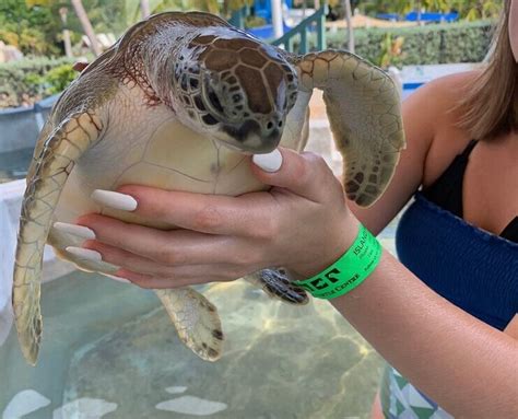 Turtle Farm Grand Cayman Review 2025 All You Need To Know