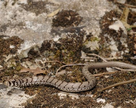 European Glass Lizard Reptiles Of Serbia Guide · Inaturalist