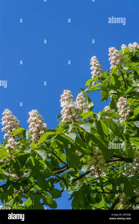 Kastanienbaum Blumen Fotos Und Bildmaterial In Hoher Aufl Sung Alamy