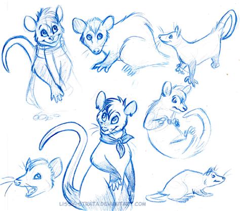 Possum Sketches by LissyStrata on DeviantArt