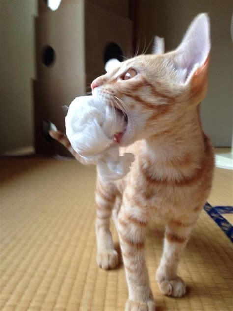 Images About Cats Shredding Tp On Pinterest