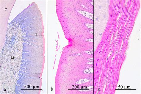 Oral Histology Digital Lab Periodontium Formation Of Periodontal