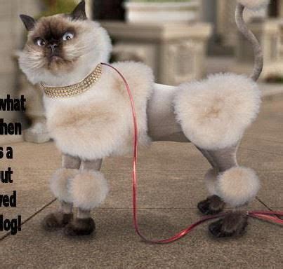 properly  long hair cat grooming cat grooming styles cat