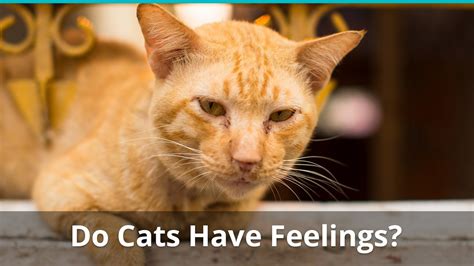 Do Cats Feel When You Are Sad At Esther Cunningham Blog