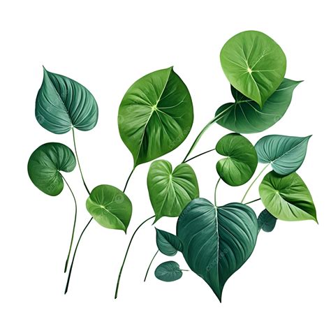 Assortment Of Round Green Leaves With Realistic Details, Round, Green