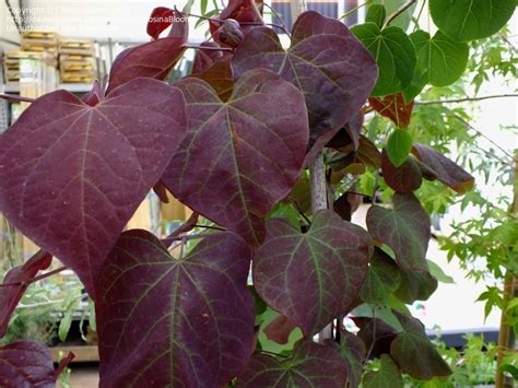 Plantfiles Pictures Eastern Redbud Canadian Redbud Judas Tree Ruby