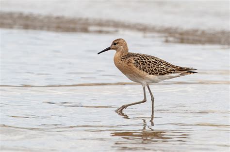 Ruff Bird In The Natural Habitat Stock Photo Download Image Now Istock