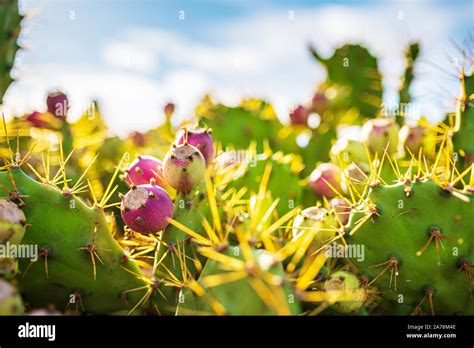 Tuna Opuntia Fotografías E Imágenes De Alta Resolución Alamy