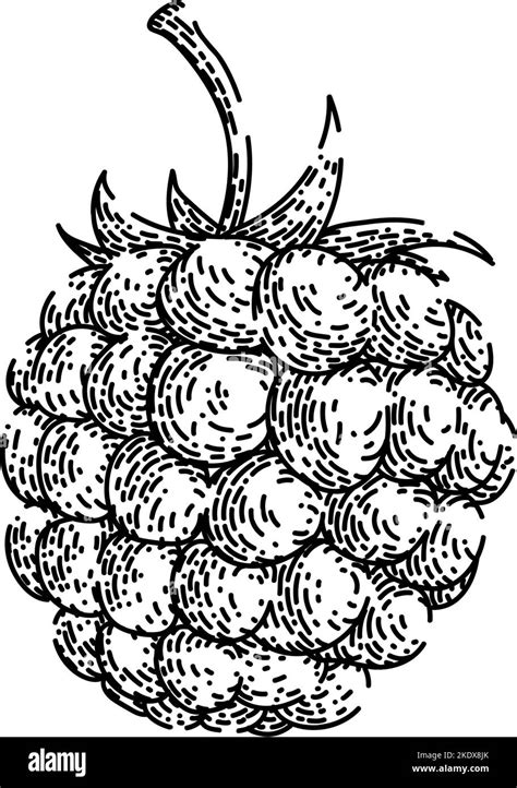 Raspberry Food Sketch Hand Drawn Vector Stock Vector Image Art Alamy