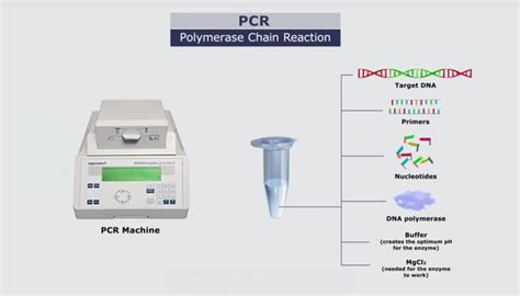 Pcr The Polymerase Chain Reaction Explained — Science Learning Hub