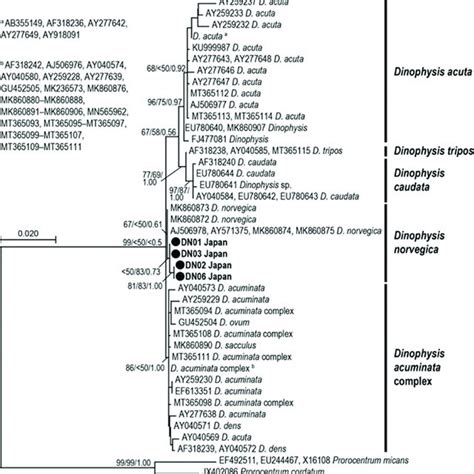 Maximum Likelihood ML Tree Of Dinophysis Norvegica Inferred From