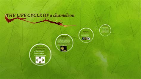 The Life Cycle Of Iguanas By Abigail Ramirez