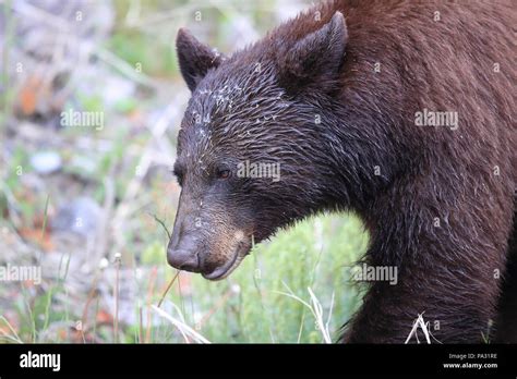 American Black Bear Ursus Americanus Kanada Stock Photo Alamy