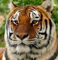 Space Farms: Zoo & Museum - Zoos - Zoos and Organizations