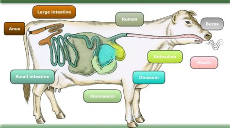 The Cattle Digestive System and Its Functions - PURWAFARM