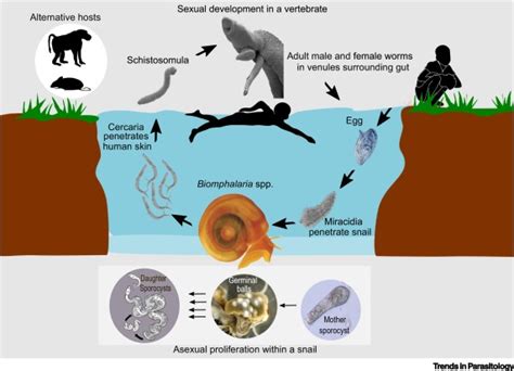 Schistosoma Mansoni Trends In Parasitology