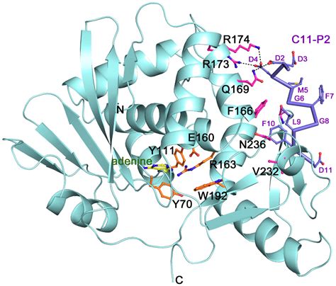 Toxins Free Full Text Structural And Functional Investigation And