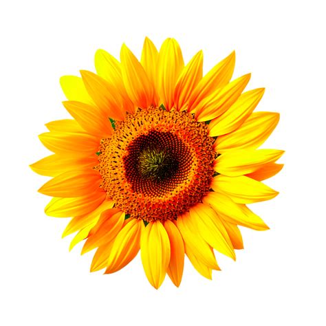 Sunflower Png Generative Ai 26791832 Png