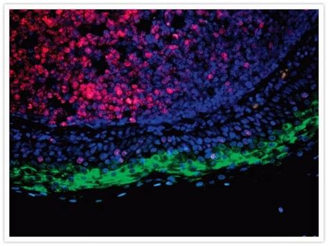 F Ab Goat Anti Rabbit Igg H L Secondary Antibody Qdot