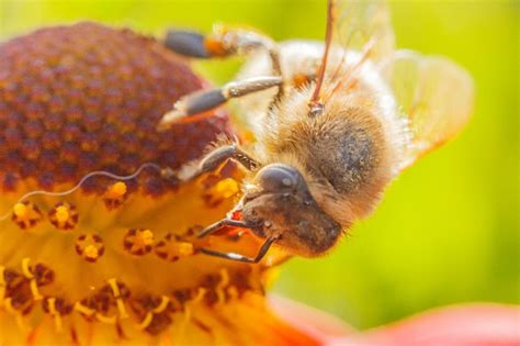 Premium Photo Honey Bee Covered With Yellow Pollen Drink Nectar