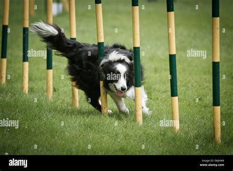 Border Collie in agility competition Stock Photo - Alamy