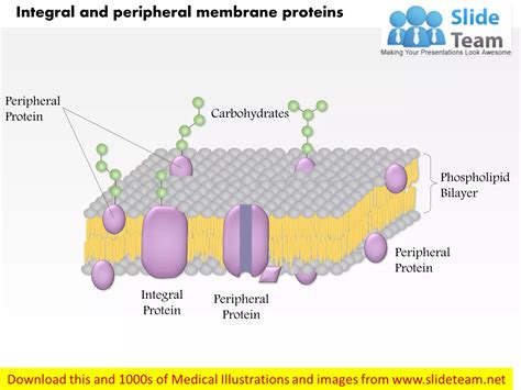 Integral and peripheral membrane proteins medical images for power ...