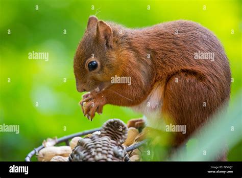 British Red Squirrel Stock Photo - Alamy