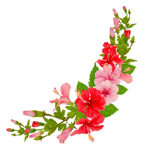 ramo de hibisco en acuarela  decoracion curva  png