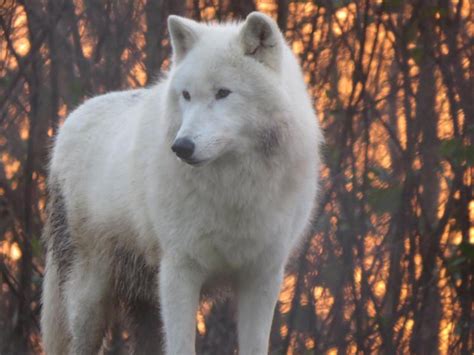 Wolf species have 'howling dialects'