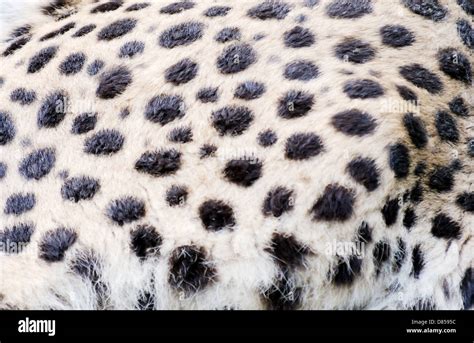 Closeup Of Cheetah Fur Texture For Background Stock Photo Alamy