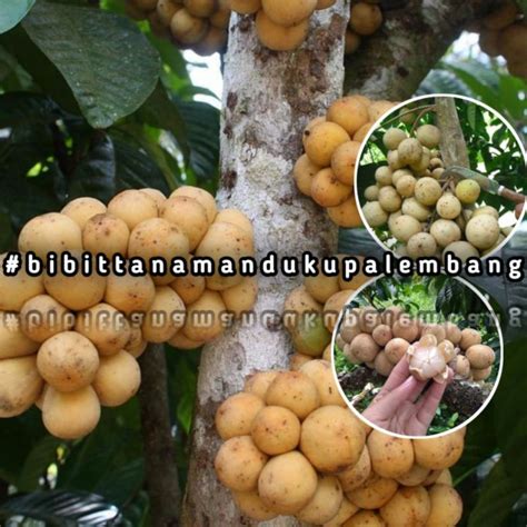 Jual Bibit Tanaman Duku Okulasi Super Genjah Cepat Berbuah Shopee