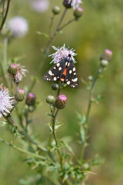 Mariposa Tigre Escarlata En Una Flor Morada En La Naturaleza Foto Premium