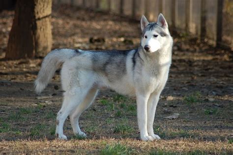 Los Diferentes Tipos De Pelaje En Perros Y C Mo Cuidar Adecuadamente