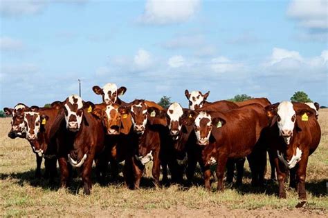 Our Cattle Corporron Acres