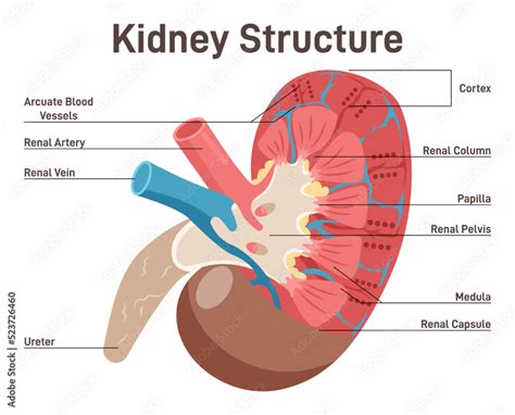 human kidney anatomy cross section diagram healthy internal organ