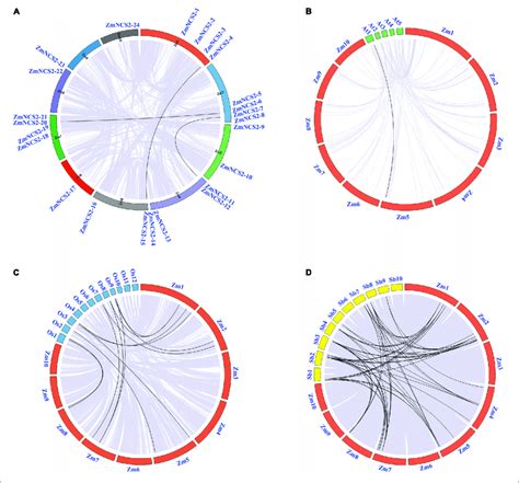 Microsyntenic Relationships Among The Ncs Regions In Zea Mays