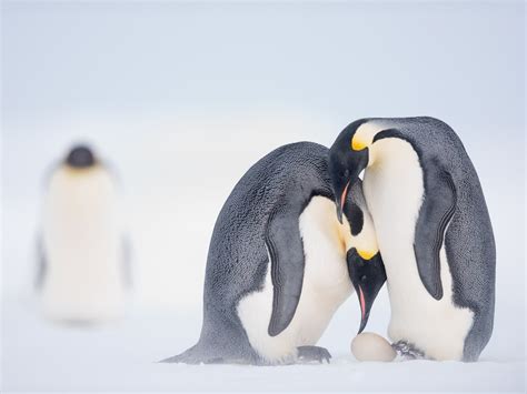 emperor penguin chicks diving