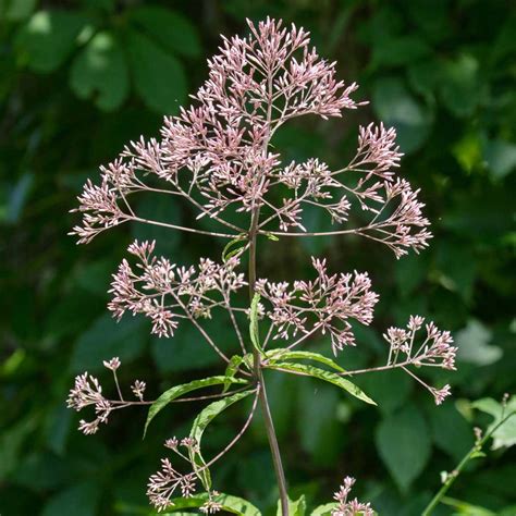 11 Top Plants For Fuss-Free Native Prairie Gardens | The Family Handyman