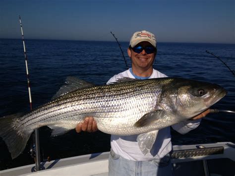 Striped Bass Season Virginia 2024 Shawn Dolorita