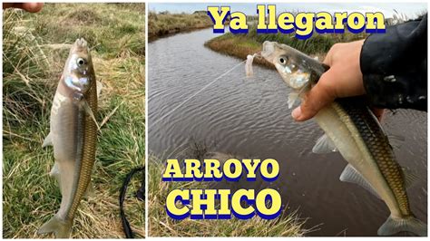 Pesca De Arroyo Ya Estan En Arroyo Chico Llegaron Los Pejerreyes Se