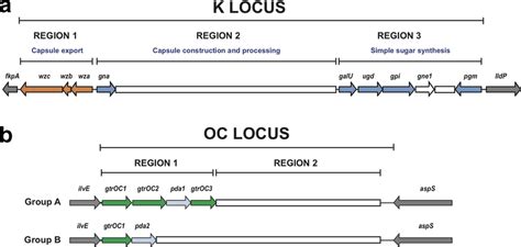 General Arrangement Of The Surface Polysaccharide Synthesis Loci In A