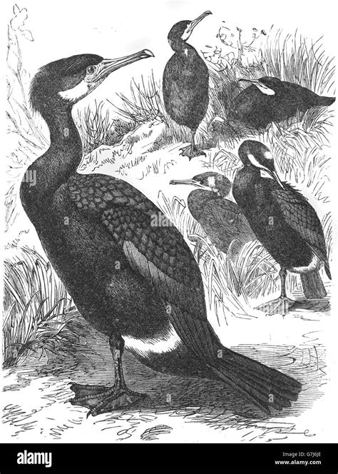 Great Cormorant Phalacrocorax Carbo Illustration From Book Dated 1904