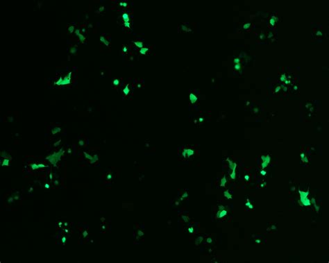 Transfection Protocol Of Adherent Mdck Cells 96 Well Plate Sino