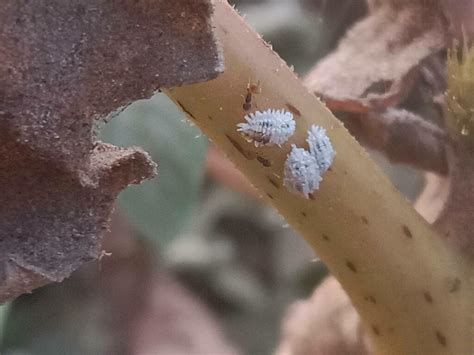 Cotton Mealybug From Chhani Jakatnaka Vadodara Gujarat India On