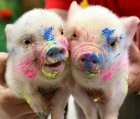 24 Reasons Why Miniature Pigs Are The Cutest Animals In The World