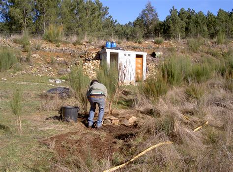 Mulberry, mulching new planting - Casalinho