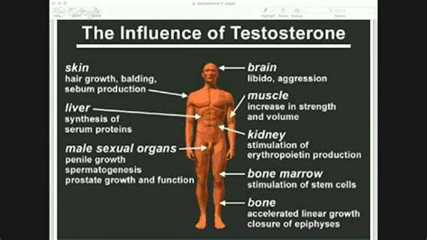 What Are The Benefits Of Testosterone Boosters Youtube