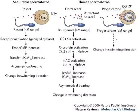 Pathway Of Sperm Real Naked Girls Telegraph