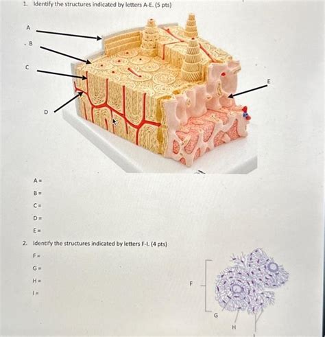 Solved Identify The Structures Indicated By Letters A E Chegg