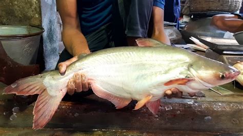 Super First Catfish Cutting Skills Ii Big Size Pangus Fish Cutting